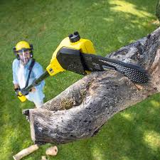Best Arborist Consultation Services  in Dayton, OH