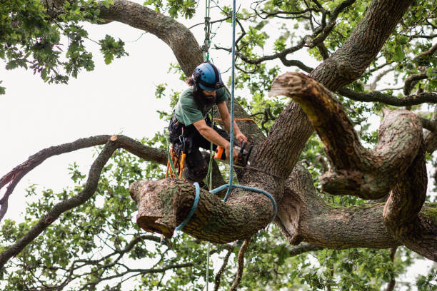 Best Leaf Removal  in Dayton, OH