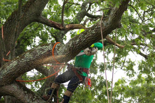 Best Tree and Shrub Care  in Dayton, OH