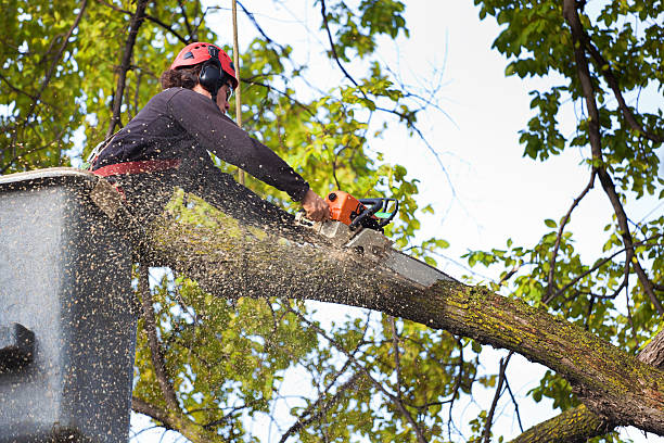 Best Weed Control  in Dayton, OH